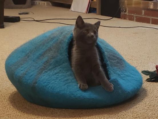 A charcoal gray kitten emerges from a soft blue cat house which is sitting on the floor.
