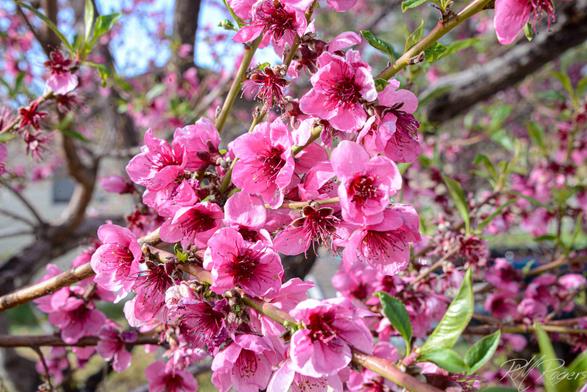 Photograph of lovely pink apple blossoms on a tree branch.
