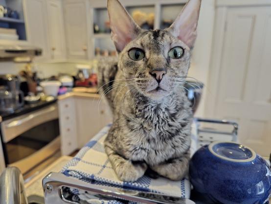 A tabby cat with short, curly fur, big ears and long whiskers is looking down her nose at the camera as though she has an attitude. Her little lips look as if she is frowning. She has her paws turned underneath her where she is lying in a loaf position on the top of a coffee machine. An upside down blue coffee cup is next to her. Kitchen counters with paraphernalia and a painted door is out of focus behind her.