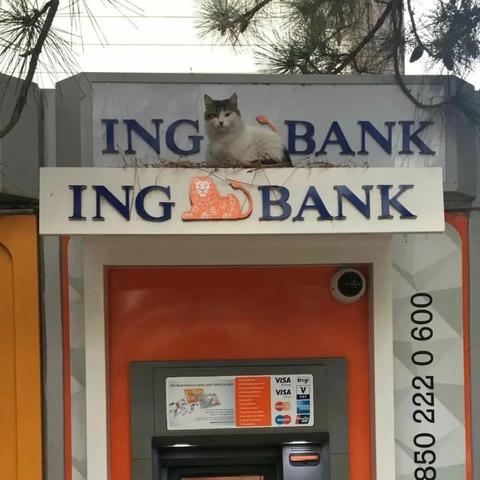 A photograph of a money machine with a sign ING BANK with a lion symbol between the ING and the BANK

Above it is another ING BANK sign where a large cat sits in front, obscuring and replacing the lion's body perfectly