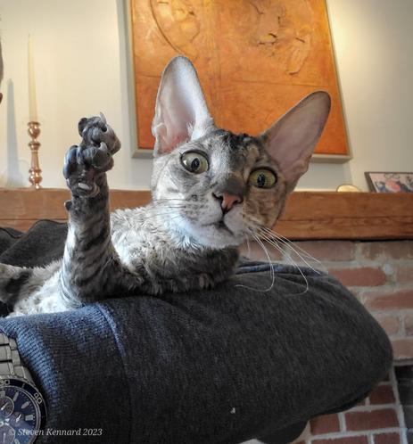 A young tabby cat with big ears, short, curly fur and long whiskers is lying on someone's arm with one arm and paw outstretched in what looks like a wave. Her claws are extended. Her eyes are wide open staring just to the left of the camera. Behind her is a brick fireplace surround with a large orange painting hanging above.