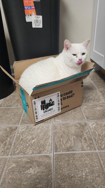 white cat in a small cardboard box, licking her nose.