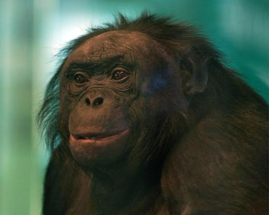 Фотографический портрет бонобо Канзи в жёлто-коричнево-зелёных тонах. Канзи сидит полубоком и смотрит влево. // A photographic portrait of Kanzi the bonobo in yellow, brown and green tones. Kanzi is sitting sideways and looking to the left. // circa 2008 © unknown photographer
