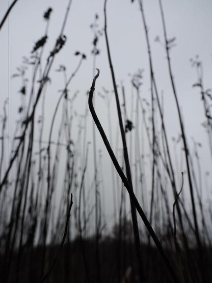 The image shows tall, slender plant stems reaching upwards against a gray sky. The stems appear dry and leafless, suggesting a barren or wintry scene. The focus is on the foreground, making the background stems appear blurred.
