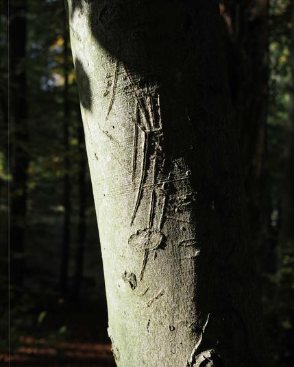 The image shows a close-up of a tree trunk with carvings on it. The carvings appear to be shallow cuts or scratches, possibly made by a knife or another sharp object. The tree is in a forested area with low light, creating a shadowy atmosphere.