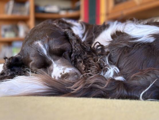 Sleeping English springer spaniel