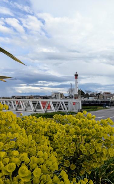 Vue sur des fleurs jaunes au premier plan. À l'arrière plan, il y a une passerelle et un phare dans un port de plaisance