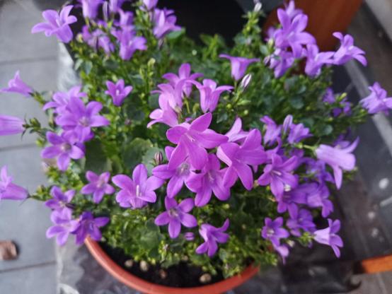 Lila-glockenförmige Blüten wachsen dicht an dicht auf grünen, buschigen Stängeln. Die Pflanze befindet sich in einem runden, braunen Blumentopf mit dunkler Erde. Die zahlreichen Blüten sind gleichmäßig verteilt und vollständig geöffnet. Der Hintergrund besteht aus grauen Bodenfliesen und einem Holzelement. Einige Knospen sind noch nicht erblüht.