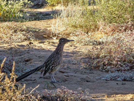 A bird with brown and white feathers standing on sand in an area of desert plants.