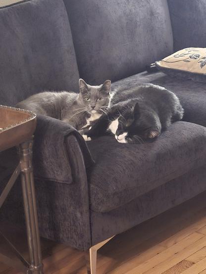 Tuxedo cat and grey and white cat lying on a couch.