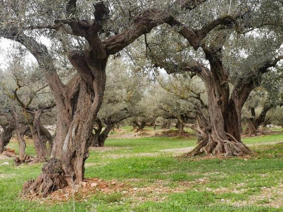 Olivar. Troncos y oliveras. El suelo esta cubierto con hierba. No se usan pesticidas