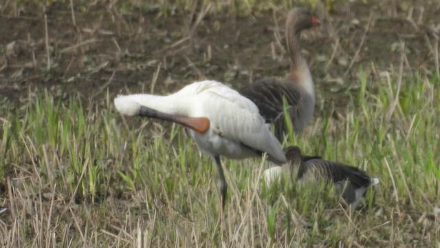 A spoonbill standing in grass, preening its wing with its, um, spoonbill, leaving you in no doubt that it is a spoonbill