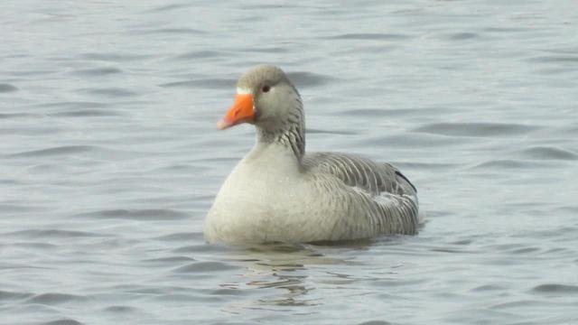 A white fronted goose floating on water. It is a grey goose but, get this, you'll never guess... the front of its face is white!
