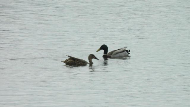 The photo you probably expect to see on Occasional Pictures of Ducks... two mallards, a male and a female, facing each other on calm water.