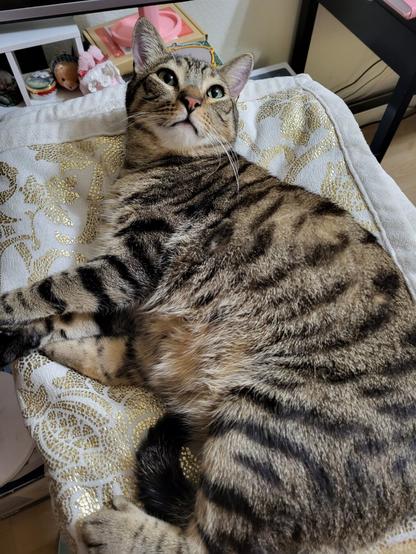 Eggers the brown tabby is laying on a white plush blanket, looking up at the camera