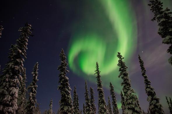 A vibrant display of the northern lights forms a green spiral in the night sky over a winter forest near Fairbanks, Alaska. Tall spruce trees, heavy with snow, reach toward the swirling aurora. The scene is illuminated by the glow of the lights, with stars faintly visible in the clear sky.