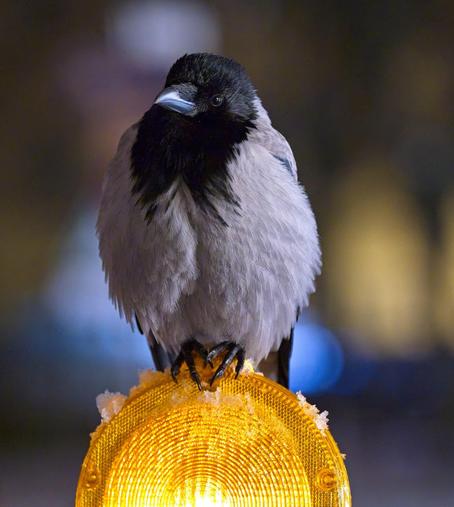 A crow is sitting on a lit construction bollard, puffed up and catching up on preening before sleep time.