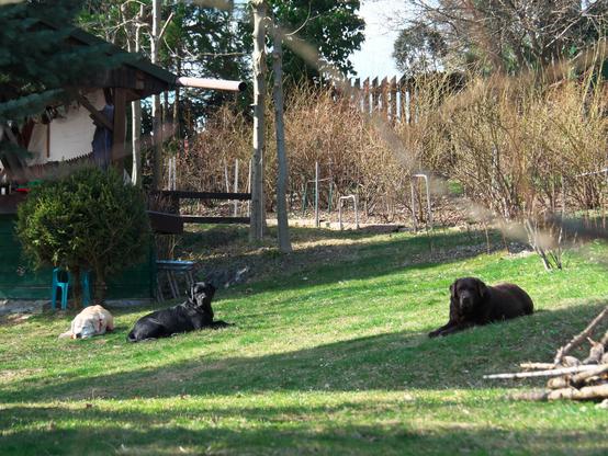 Three big dogs resting in a garden, near a house. They appear mildly interested in the person taking the photo, but more bored than alerted. The sun is shining, the air is finally warm, The grass is fresh and green, the guarding will have to wait a bit.