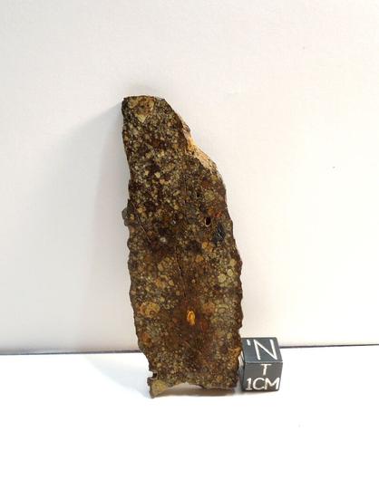 Meteorite slice with prolific chondrules.