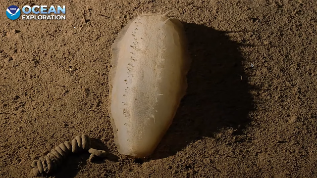 Screen shot of a sea cucumber sitting on the sandy sea floor. It is shaped like a thick short cucumber. The sides a framed with a thin skin like a sail. the back is covered in spines running on each sides of the body from end to end of the animal. On the left side a curl of poo can be seen.