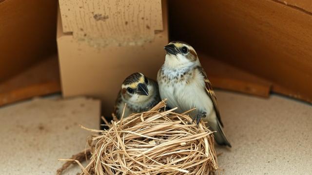 ②«#aiart #genart by MagicEraser/FLUX»
(Close-up, photo: two sparrows building a nest) A pair of adult sparrows are carrying nesting material under the eaves of the roof. Adult sparrows have black beaks.