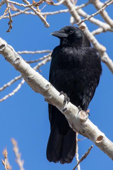 An American Crow bird perched on the branch of a bare tree in Rocky Mountain Arsenal National Wildlife Refuge, Colo.