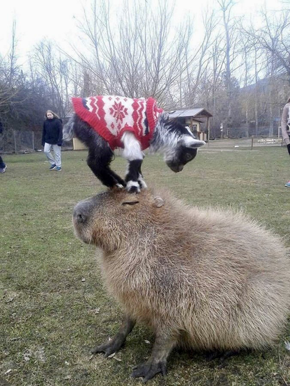 a small goat balancing on the head of a capybara that seems content in a park