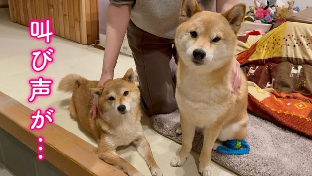 外からただごとではない叫び声が聞こえて騒然としママが外に飛び出す事態に…
