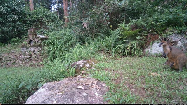 Female Swamp Wallaby and joey standing to the right of frame looking towards the rock i place offerings on. She’s already eaten all the carrots so there is nothing there.