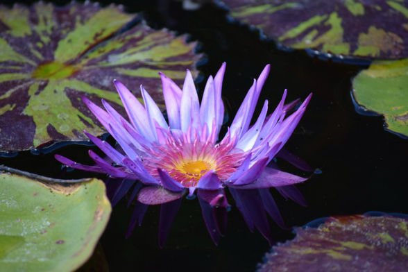 Purple water lily, with yellow center, bloom.