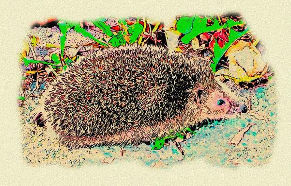Bearbeites Foto das nun aussieht wie eine Zeichnung: Ein Igel läuft über den Boden, dahinter grüne Blätter.

Edited photo that now looks like a drawing: a hedgehog running across the ground, green leaves behind it.