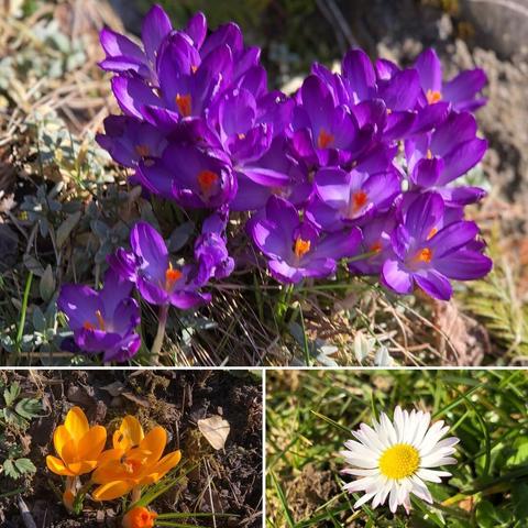 First flowers of spring back in 2018