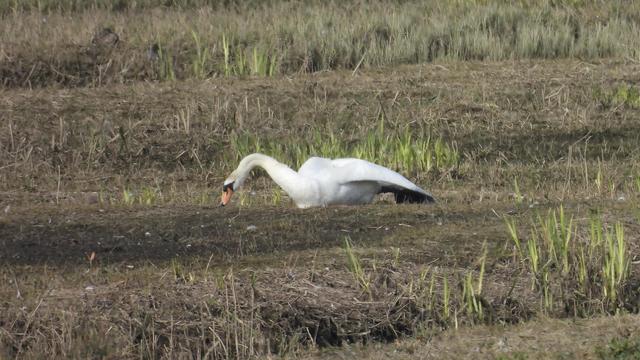 A mute swan lying on the ground, with one leg stretched out behind it, a wing flopped to the side, and its neck extended to eat from the thin grass. It is not graceful in the slightest.