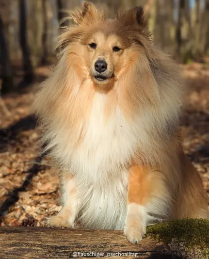 Ein sable-farbener Sheltie steht mit den Vorderpfoten auf einem Baumstamm und schaut ernst in die Kamera.