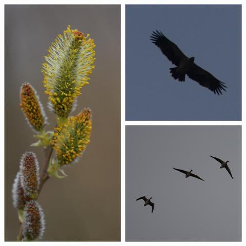 Eine Fotocollage aus einer Saalweide, einem jungen brauen Kaiseradler und drei Gänsen.