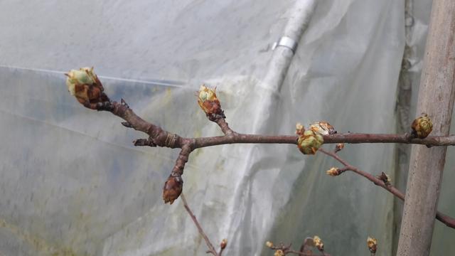 Branche avec 5 gros bourgeons