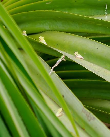 The dense, slightly spiky foliage of the pandanus palm has a troupe of tree frogs on it. The frogs  have a green back and a dark brown midline stripe from nose to tail and on their hind legs as well. One frog is caught mid-leap from one leaf to another.