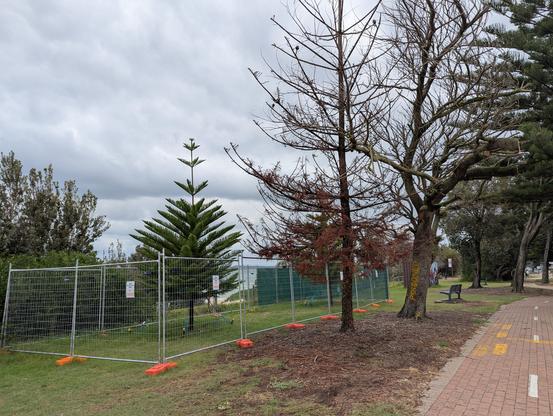 The image depicts a park scene with a cloudy sky overhead. In the foreground, there is a fenced-off area with a young, conical tree with green foliage, surrounded by orange stanchions. The fence has signs attached to it, indicating restricted access. To the right, a leafless tree with reddish-brown branches stands next to a bench on a brick-paved path. The path is marked with yellow lines, and the surrounding area is covered with mulch. In the background, other trees and a green fence are visible, suggesting ongoing landscaping or construction work. The overall atmosphere is calm and quiet, with no people visible in the image.

Provided by @altbot