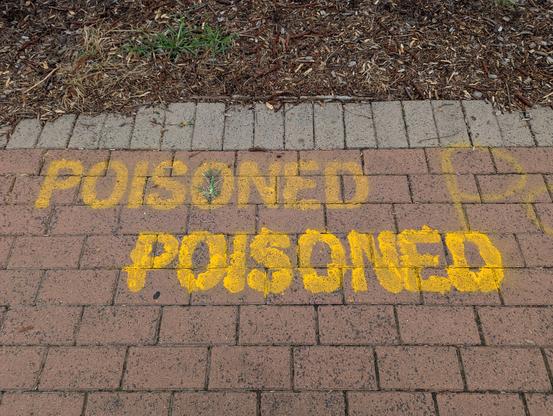 The image shows a close-up view of a brick-paved sidewalk with the word "POISONED" spray-painted in bold, yellow letters. The text is repeated twice, with the second instance slightly larger and more prominent. The bricks are a reddish-brown color, and the paint appears to be slightly faded, indicating it may have been there for some time. The background includes a strip of gray bricks and a patch of mulch with some green grass peeking through. The overall scene suggests a warning or alert, likely related to a hazard on the