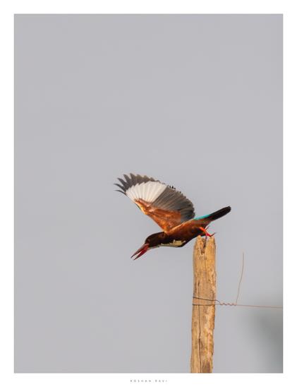 A white-throated kingfisher with a rich brown body, blue tail patch, and red bill launching off a wooden post, wings partially open against a plain sky.