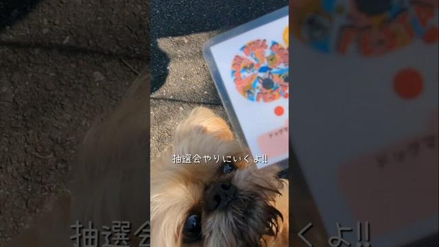 【犬イベント】鼻ぺちゃ犬大集合！！ブーブルブーフェスタ #shorts #犬