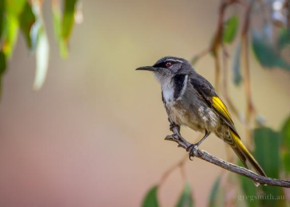 A crescent honeyeater, Phylidonyris pyrrhopterus, perched on a thin branch in a eucalyptus tree.