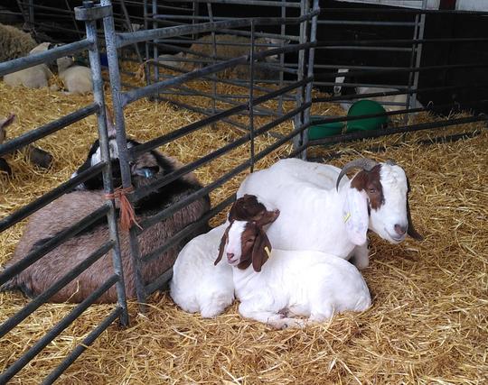Image of 4 goats lying down in a barn with straw on the floor. There are metal barriers creating smaller pens within the barn. In the centre of the image is a large white goat with small curved horns and the sides of the goats face and ears are chestnut brown colour.
 Lying in front are two small baby goats with same markings. They are all close to a metal barrier and other side of it is another large goat facing away from the camera. This one has a paler brown body with a black and white head.