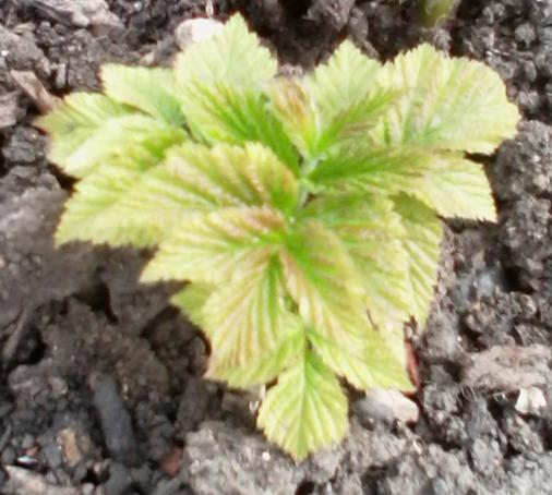 Pale green leaves appearing on new raspberry growth