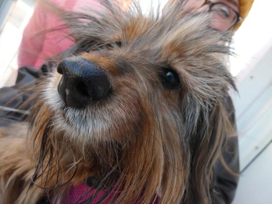 cute dog; Tibetan Terrier