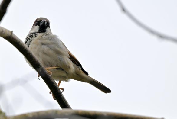 A Eurasian tree sparrow perches on a branch.