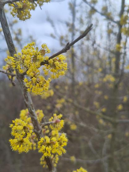 Ein Zweig mit kleinen buschigen gelben Blüten einer Kornelkirsche.