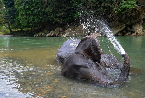 A Sumatran elephant enjoys a playful river dip, by Craig Jones Wildlife Photography