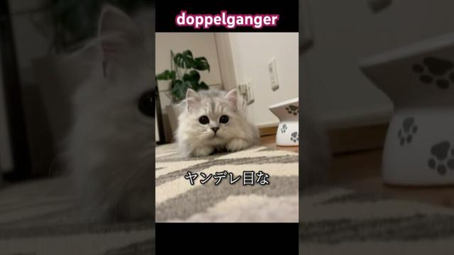 【へそ天】♪doppelgangerのねこ達#ペルシャ#チンチラ#猫#ねこ #猫のいる暮らし #癒し #いやし#cat  #ふわふわ #rap #creepynuts #techno #music