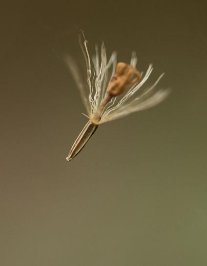 A wild seed suspended in a spider's web, deep in Colombia's Santa Marta Mountains.